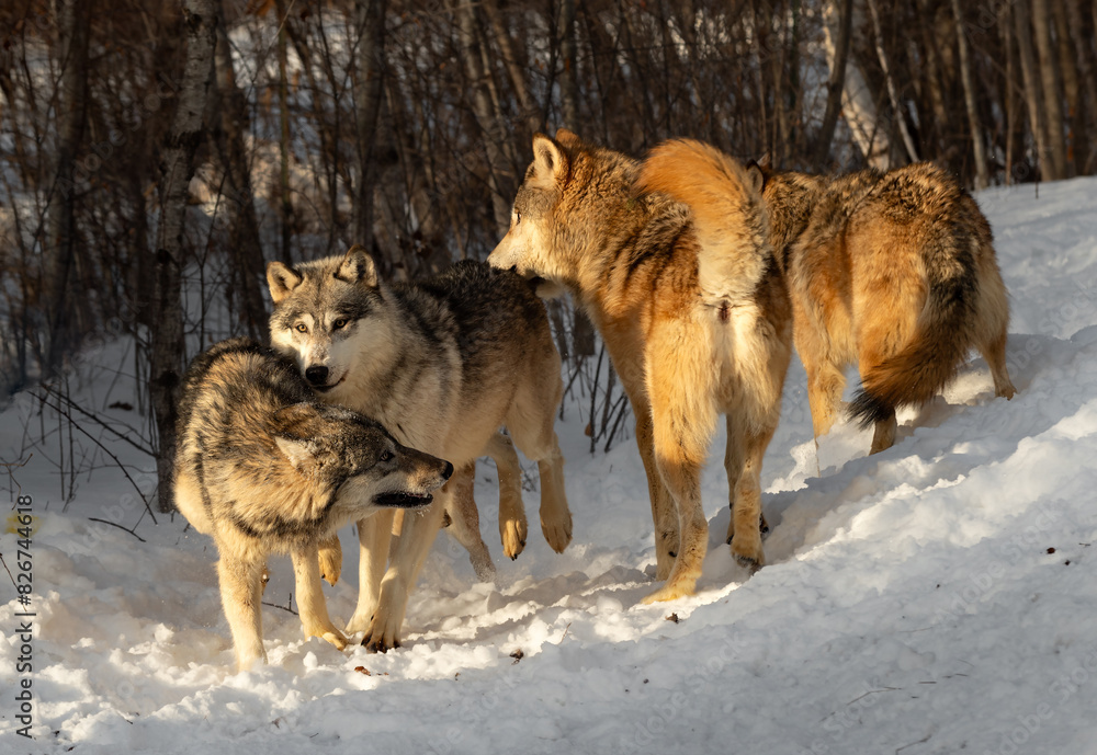 Grey Wolf Pack (Canis lupus) Jump and Stand Together Winter