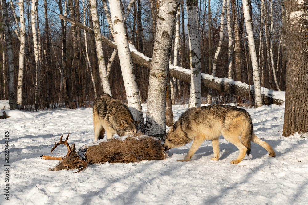 Grey Wolves (Canis lupus) Chew at Body of White-Tail Buck Winter
