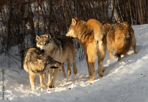 Obraz na płótnie Grey Wolf Pack (Canis lupus) Jump and Stand Together Winter w salonie