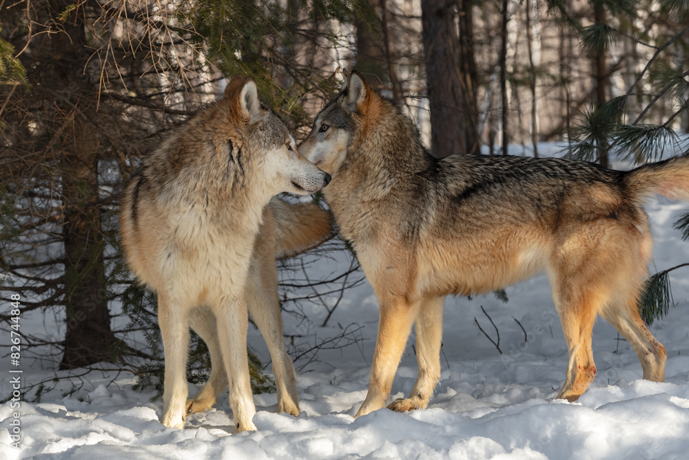 Obraz premium Grey Wolves (Canis lupus) Greet Each Other By Sniffing Winter