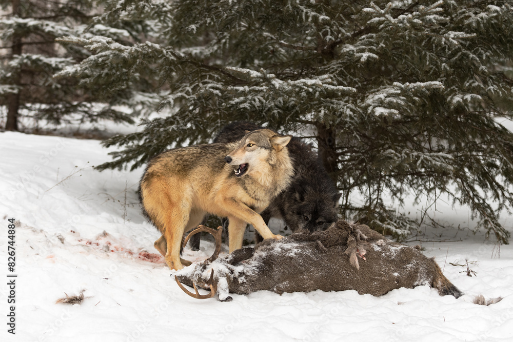 Grey Wolf (Canis lupus) Turns Left Deer Meat in Mouth Paw on Carcass Winter