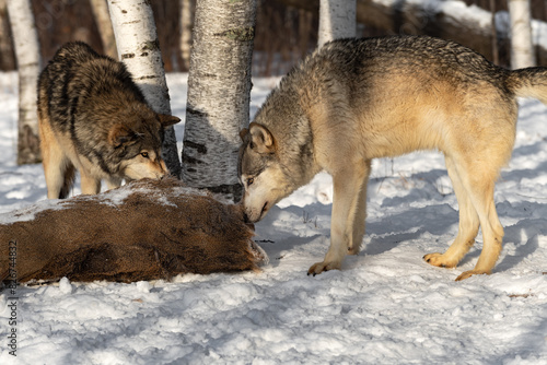 Obraz na płótnie Grey Wolves (Canis lupus) Sniff at White-Tail Buck Winter w salonie