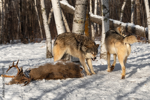 Grey Wolf (Canis lupus) Bares Teeth at Passing Wolf at Buck Carcass Winter