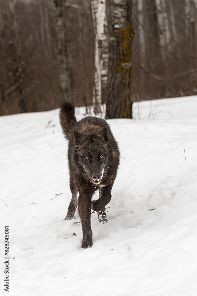 Black Phase Grey Wolf (Canis lupus) Runs Forward Eyes Up Ears Back