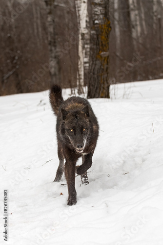 Obraz na płótnie Black Phase Grey Wolf (Canis lupus) Runs Forward Eyes Up Ears Back w salonie
