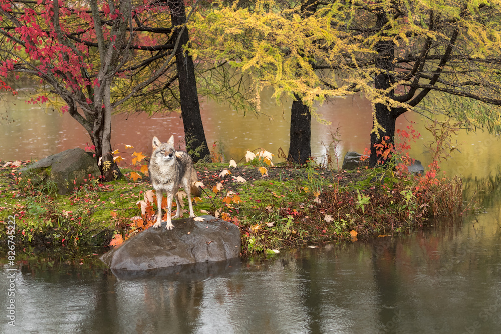 Coyote (Canis latrans) Looks Up From Island Rock Autumn