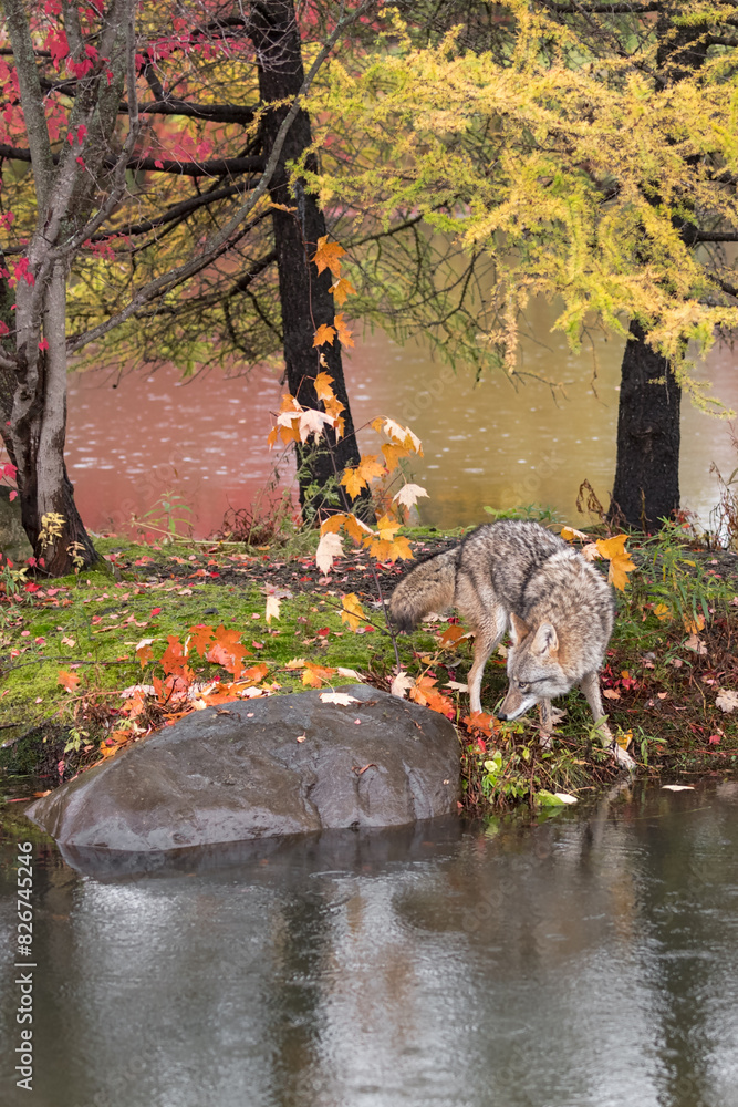 Coyote (Canis latrans) Nose Down by Island Rock Autumn