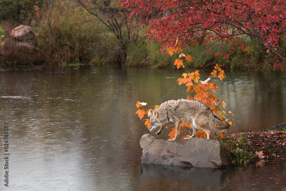 Coyote (Canis latrans) Steps Forward on Rock Nose Down Autumn