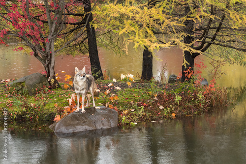 Obraz na płótnie Coyote (Canis latrans) Looks Up From Island Rock Autumn w salonie