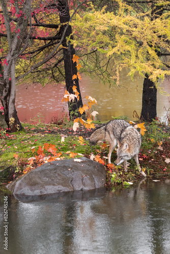 Obraz na płótnie Coyote (Canis latrans) Nose Down by Island Rock Autumn w salonie