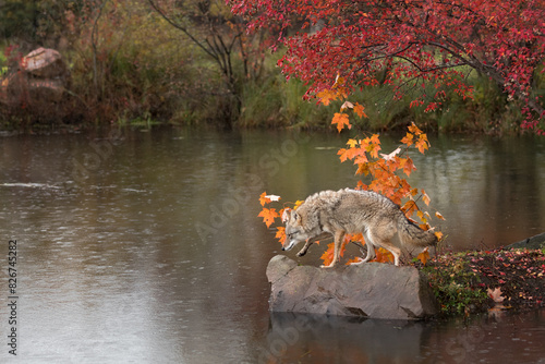 Coyote (Canis latrans) Steps Forward on Rock Nose Down Autumn photo