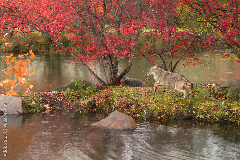 Coyote (Canis latrans) Runs Left Across Island Ears Back Autumn