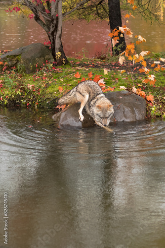 Obraz na płótnie Coyote (Canis latrans) Dips Front Legs Into Water Off Rock Autumn w salonie