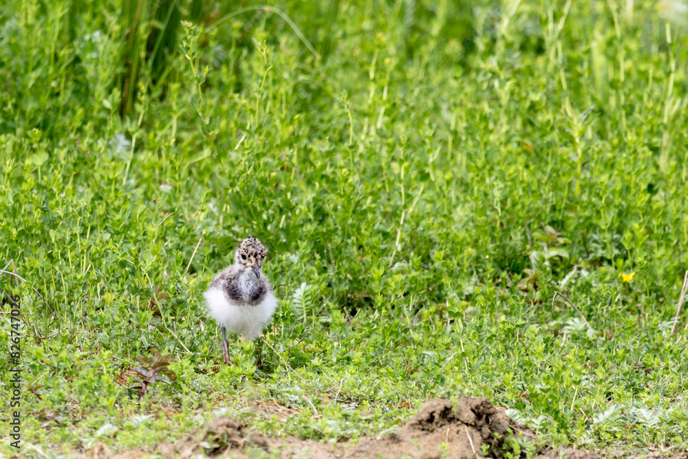 Juvenil Kiebitz (Vanellus vanellus) auf Futtersuche Juvenil Kiebitz (Vanellus vanellus) auf Futtersuche