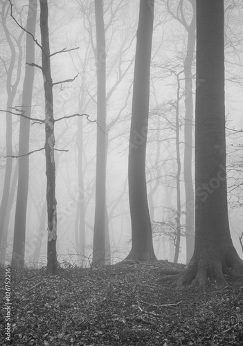 The forest in a fog.