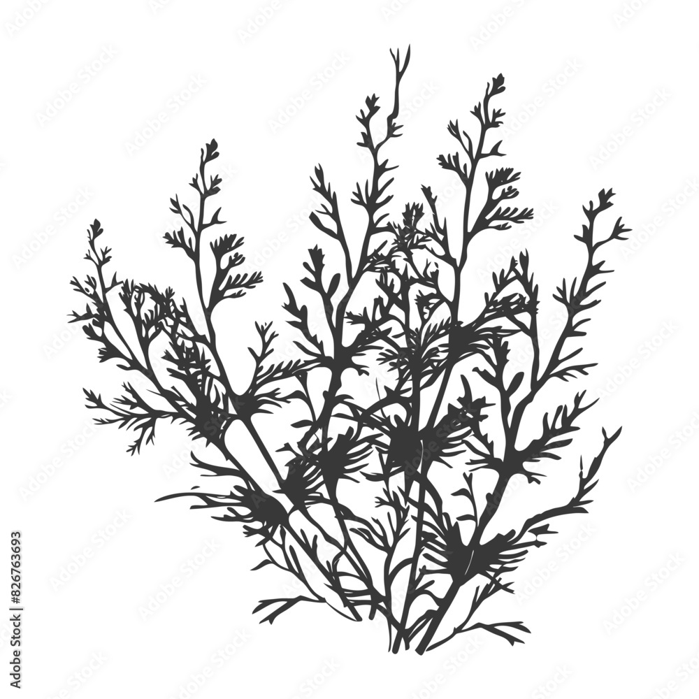 Silhouette seaweed plant black color only Silhouette seaweed plant black color only
