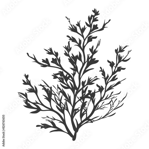 Silhouette seaweed plant black color only