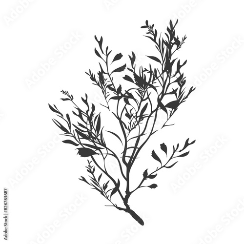 Silhouette seaweed plant black color only