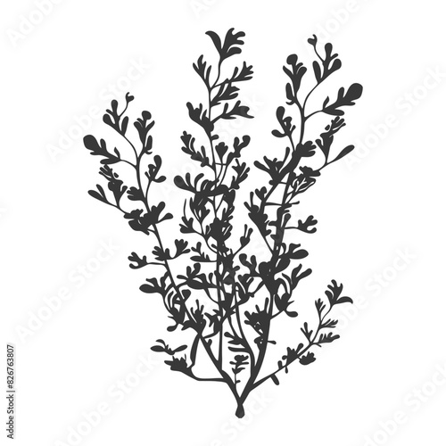 Silhouette seaweed plant black color only