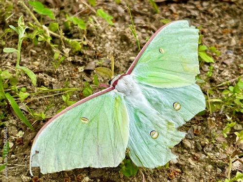 actias artemis or night butterfly perched on the green leaves in the morning photo