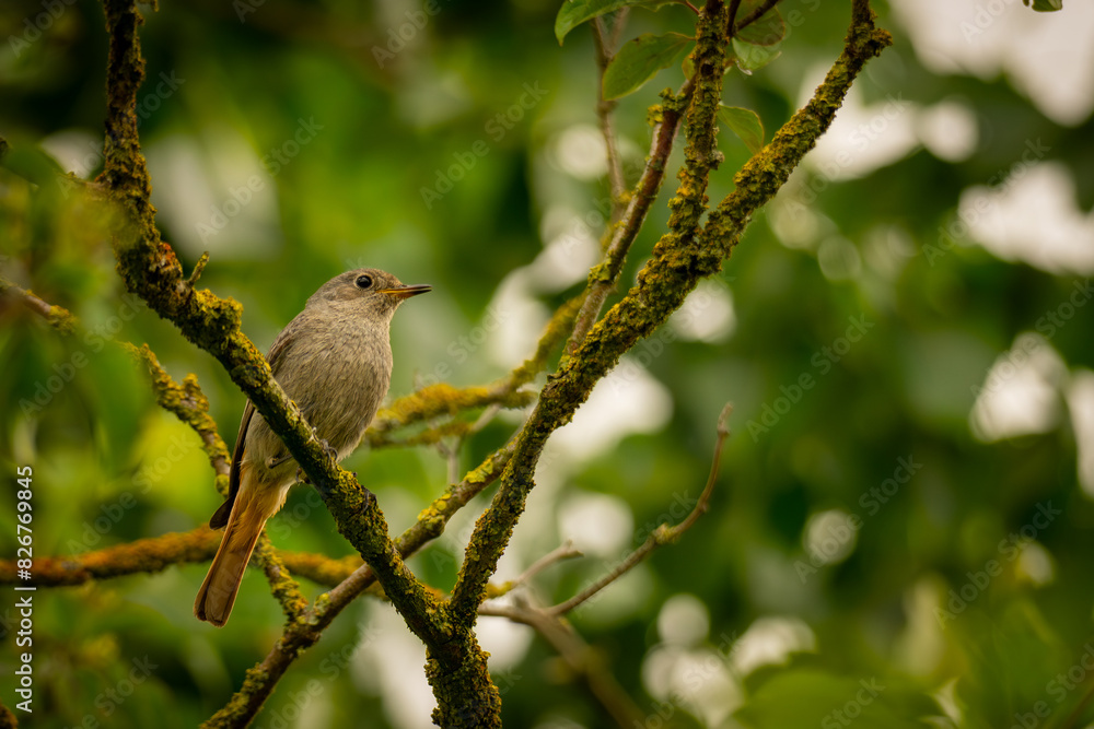 Gartenrotschwanz, weiblich (Phoenicurus phoenicurus) Gartenrotschwanz, weiblich (Phoenicurus phoenicurus)