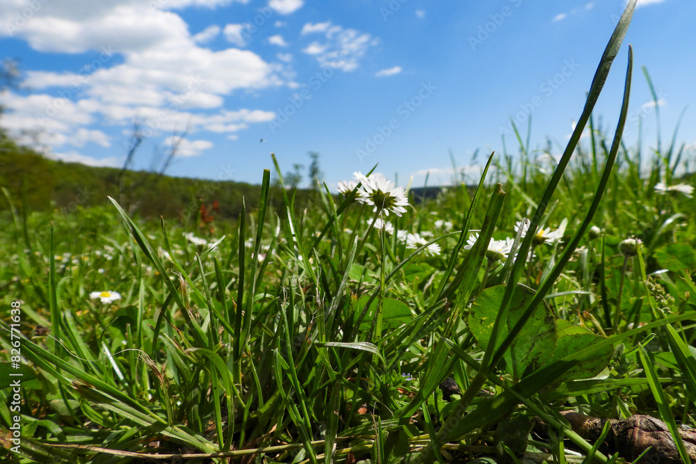 Fototapeta premium herbe prés vert ciel nuage 