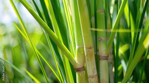 Picture of lemongrass