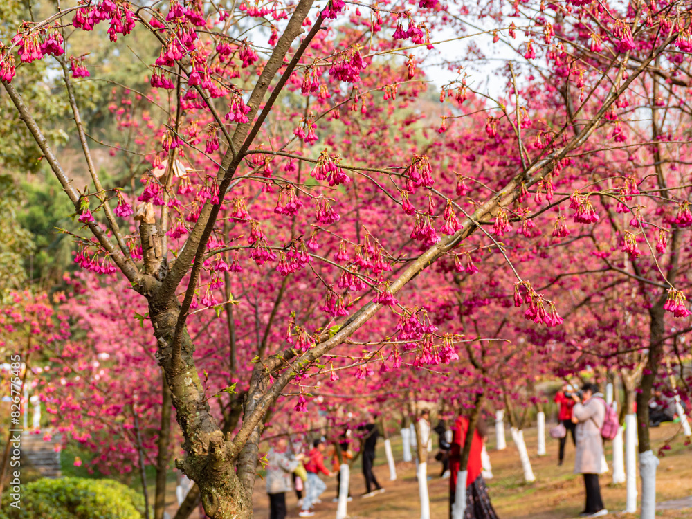 Naklejka premium The blooming begonia flowers in spring