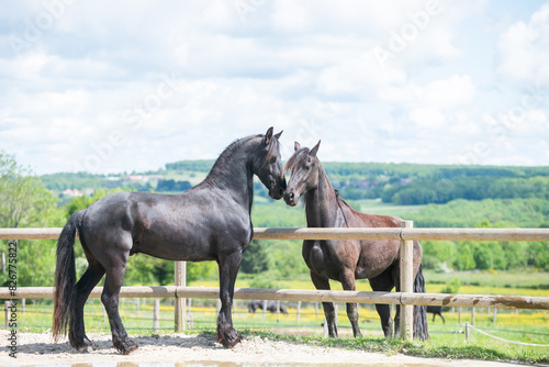 Fotografie Magnifique cheval noir de race frison dans un élevage
