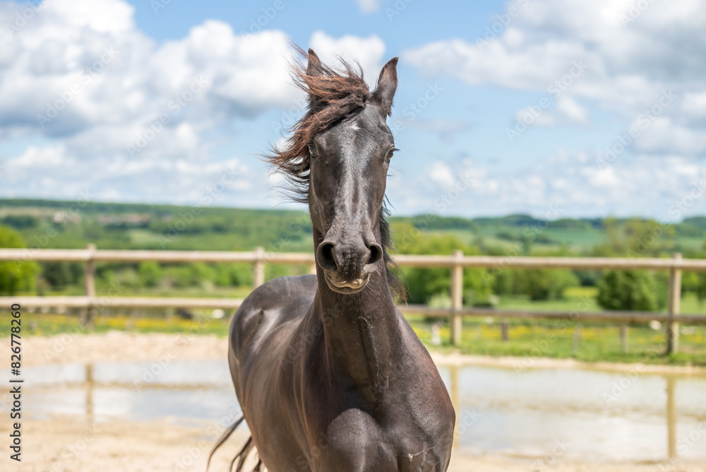 Fototapeta premium Magnifique cheval de race frison dans un élevage 