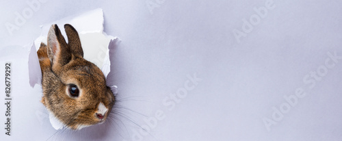 a little rabbit looks through a hole in paper