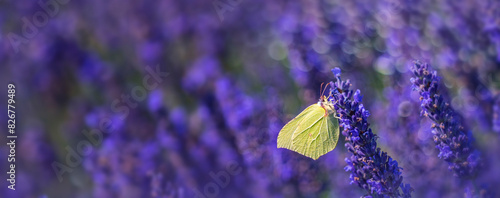 lavender flowers and butterfly and bee photo