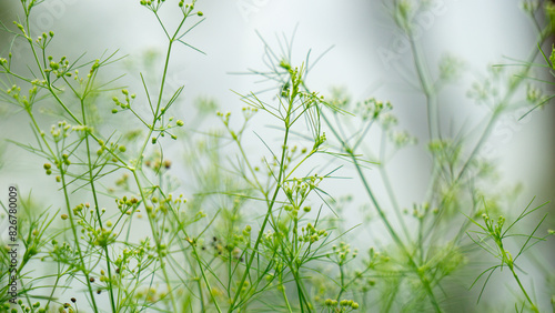 Cyclospermum leptophyllum (marsh parsley, slender celery, fir-leaved celery,  wild cherry). It has threadlike green leaves a few centimeters long and small umbels of spherical flowers. photo