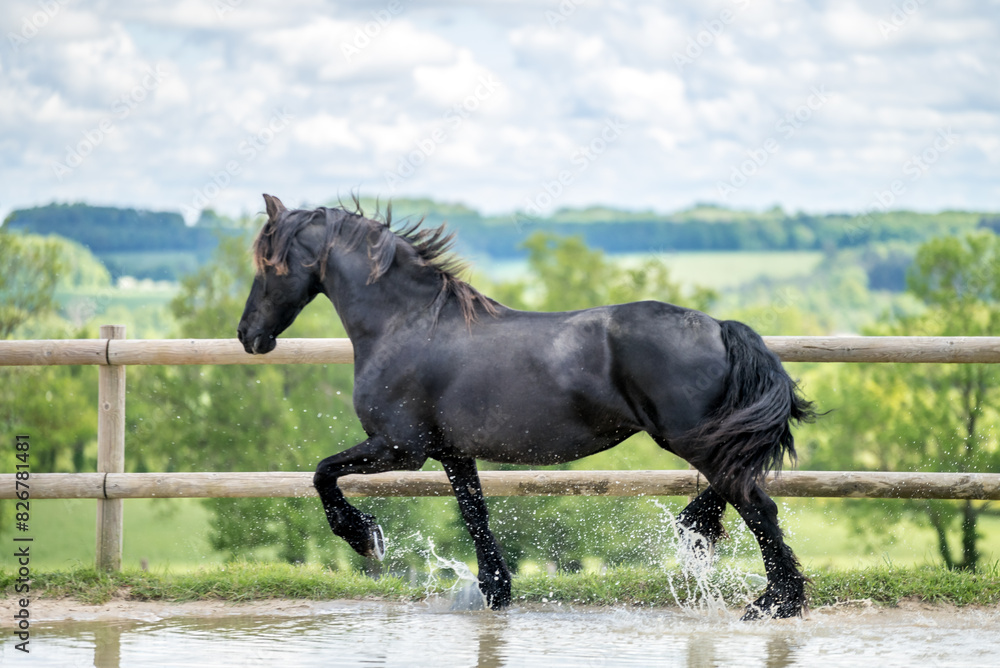 Magnifique cheval de race frison dans un élevage Magnifique cheval de race frison dans un élevage