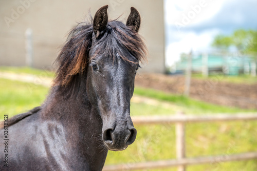 Magnifique cheval de race frison dans un   levage 