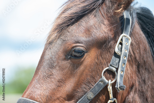 Magnifique cheval de race frison dans un élevage  © Alexandre