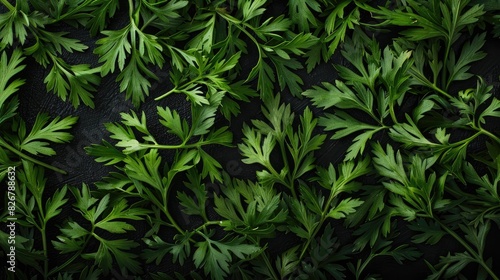 Fresh green carrot leaves on a dark background close up