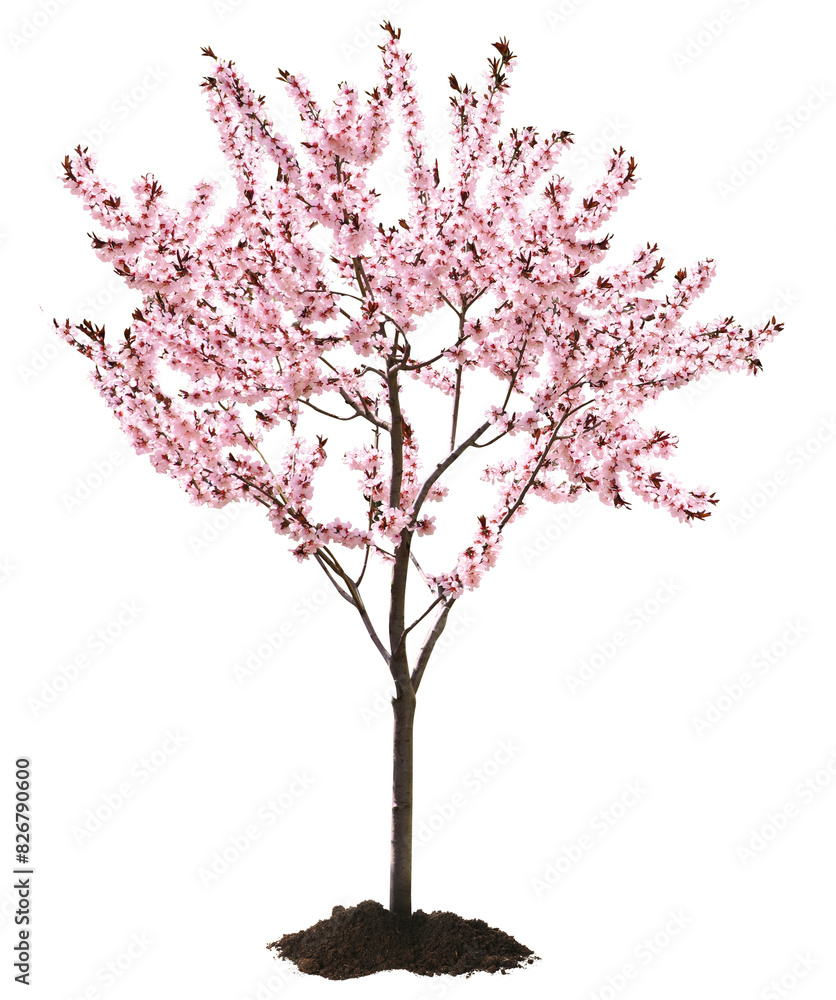 Obraz premium Beautiful blossoming spring tree isolated on white