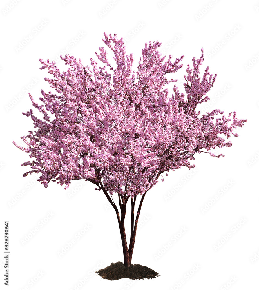 Obraz premium Beautiful blossoming spring tree isolated on white