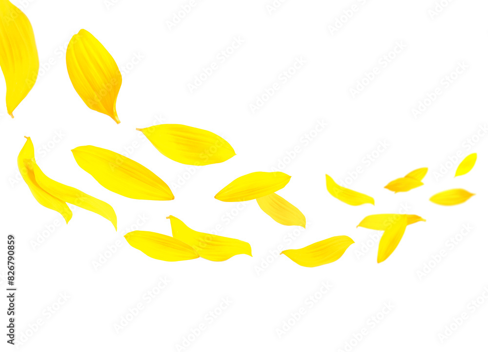 Sunflower petals in air on white background Sunflower petals in air on white background