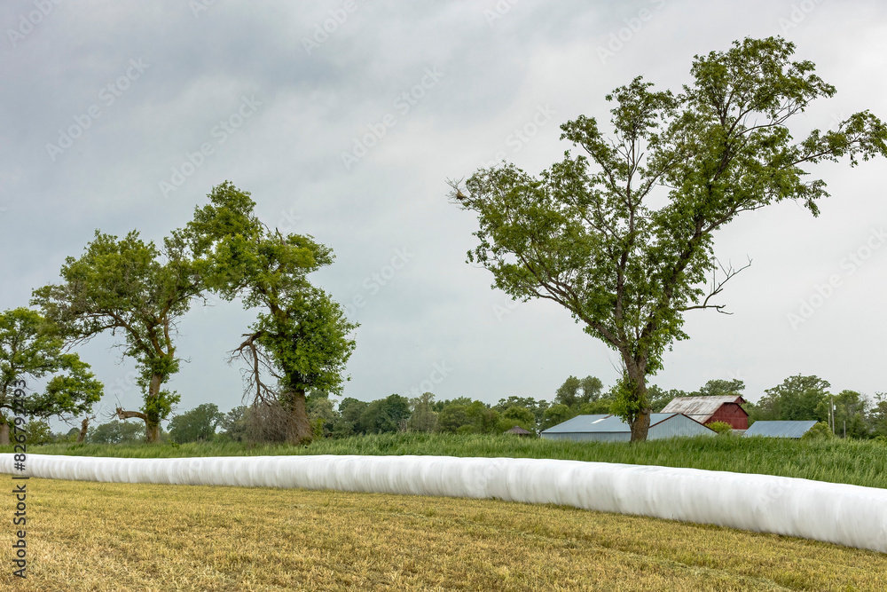 A row of hay bales wrapped for silage along the edge of a field with a dairy farm in the background on a dark, stormy day. A row of hay bales wrapped for silage along the edge of a field with a dairy farm in the background on a dark, stormy day.