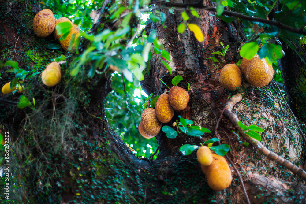 Close-up view of ripe jackfruit bunches growing on a tree trunk in a lush, tropical forest. The vibrant green leaves and textured bark, organic setting of nature, agriculture, and exotic fruits Close-up view of ripe jackfruit bunches growing on a tree trunk in a lush, tropical forest. The vibrant green leaves and textured bark, organic setting of nature, agriculture, and exotic fruits