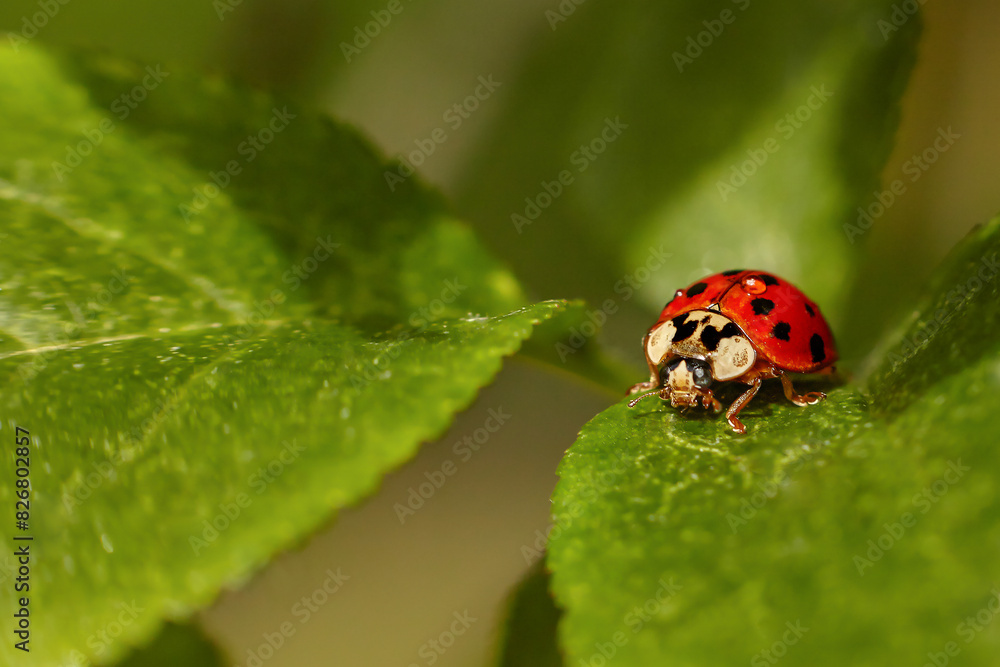 Closeup of a ladybug on a green leaf Closeup of a ladybug on a green leaf