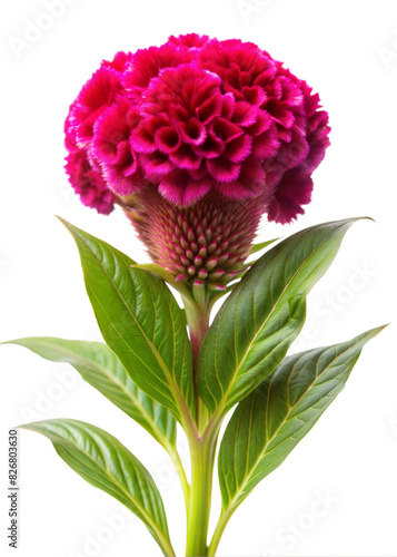 A bright fuchsia celosia flower with lush, green leaves blooming in an indoor setting, captured against a transparent background photo