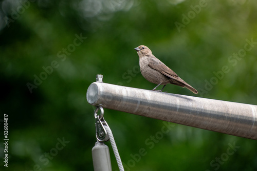 Brown cowbird perched on a metal pole in bright sunlight