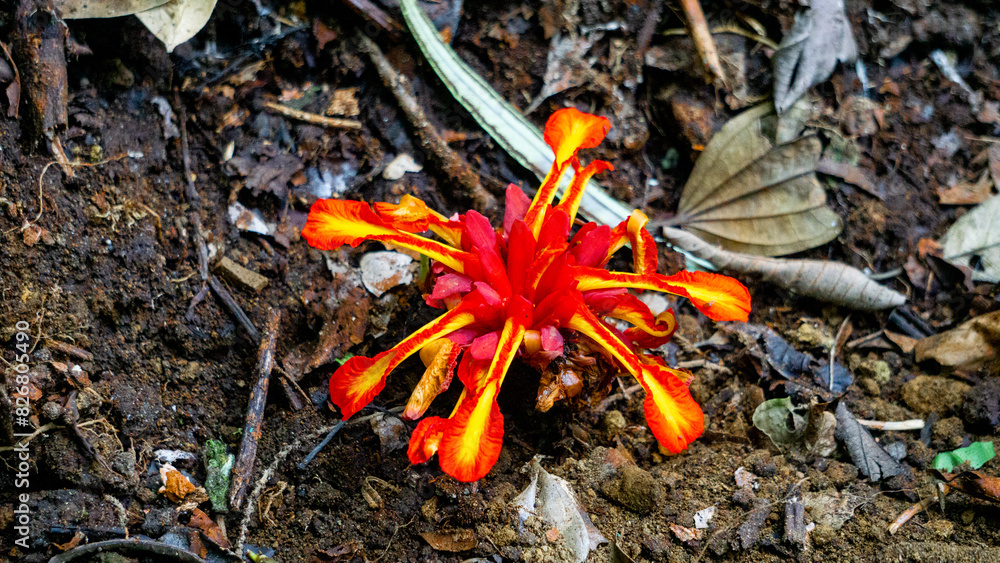 Etlingera punicea (Torch ginger flower). Etlingera punicea is part of the genus Etlingera and the family Zingiberaceae Etlingera punicea (Torch ginger flower). Etlingera punicea is part of the genus Etlingera and the family Zingiberaceae