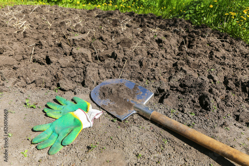 Shovel with gloves on brown ground on garden bed with grass in garden on sun in sunlight. Digging up soil, organic farming, gardening, growing, agriculture concept