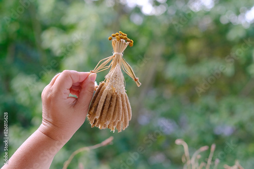 female hands holds ritual doll made of straw, grass in honor rich harvest, scarecrow for fertility, old toy, amulet for children, pagan folk art harvesting, ritual symbolic disguised character photo