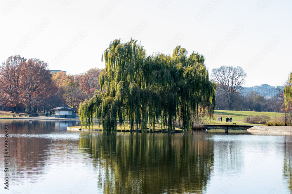 Obraz premium Tree overlooking a lake in a park