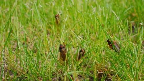 Cicada emerging from ground, many cicadas are sitting on the grass. Move camera
